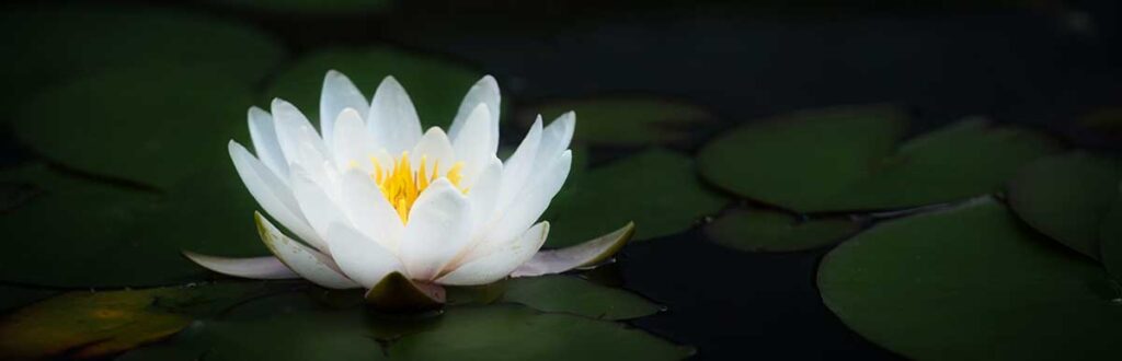 flower floating on a pond